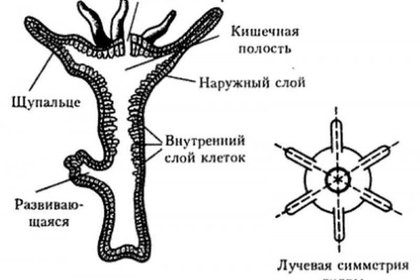 Кракен оригинальные ссылка в тор